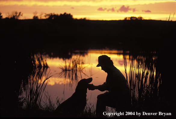 Labrador Retriever with owner 