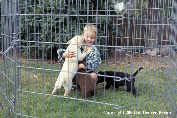 Child with yellow, chocolate, and black Labrador Retriever puppies