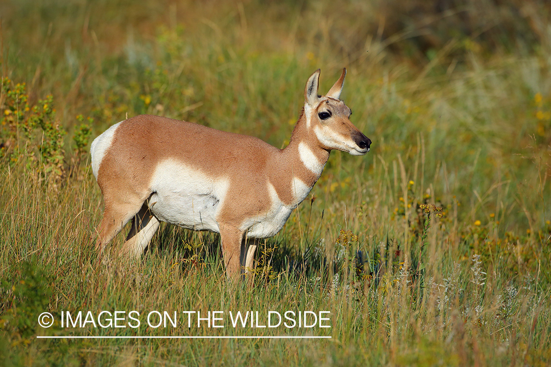 Pronghorn Antelope doe in habitat.