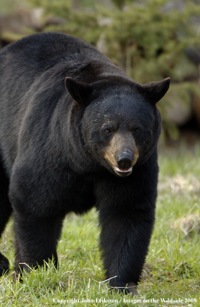 Black Bear in habitat