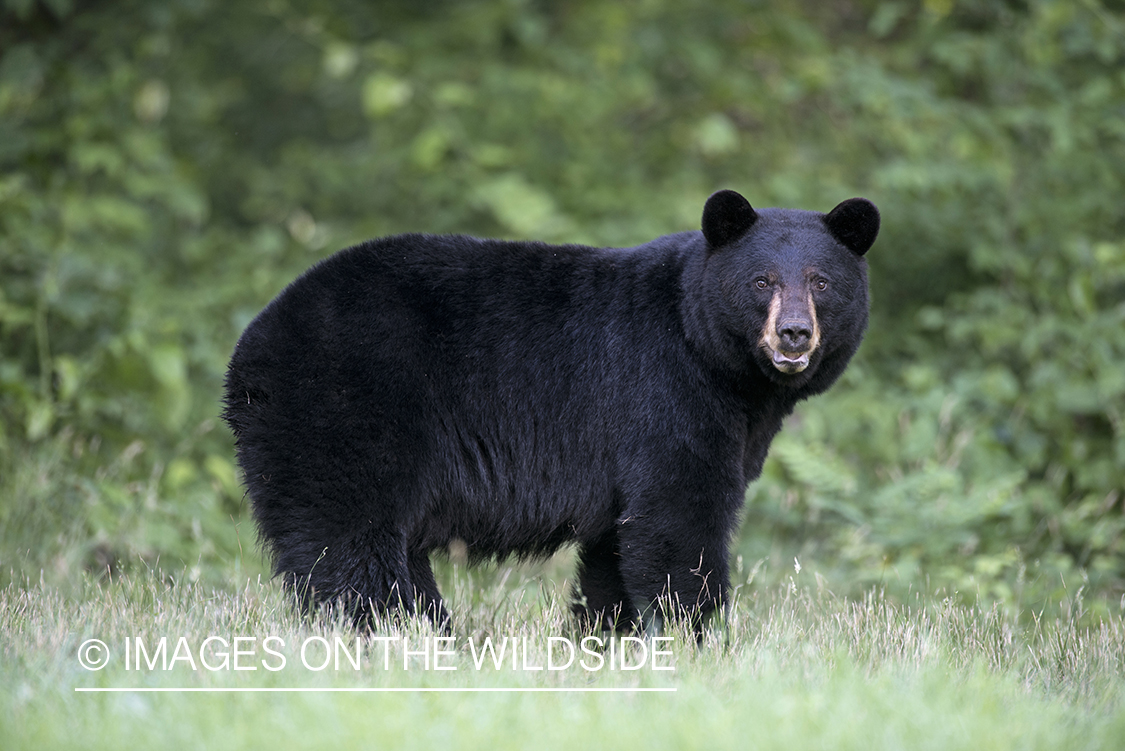 Black Bear in habitat.