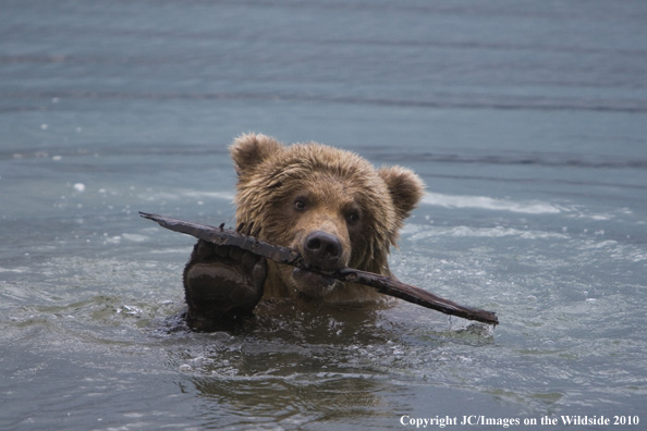 Brown Bears