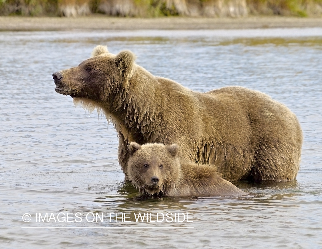 Brown Bear with cubs in habitat.