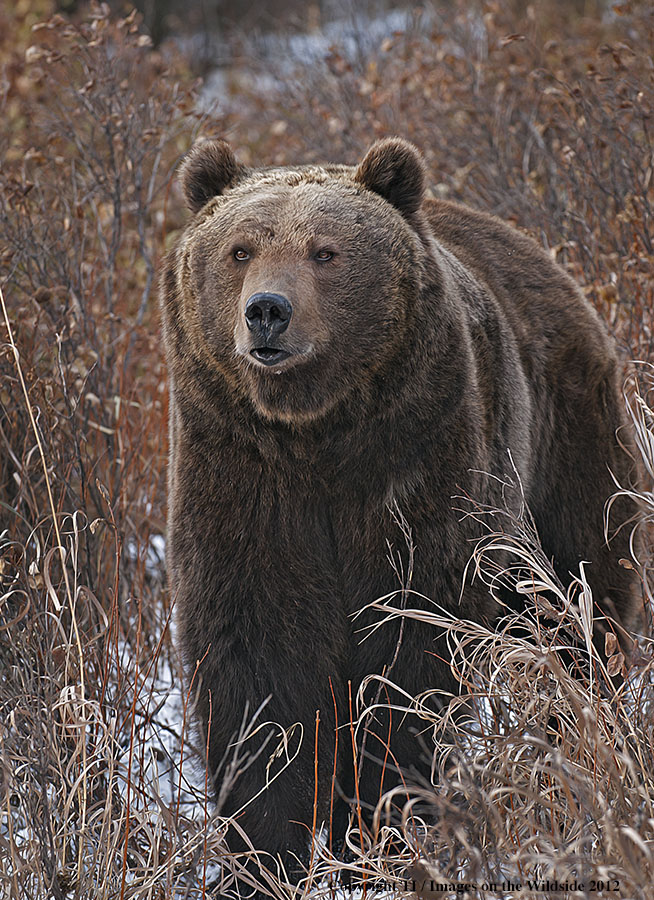 Grizzly Bear in habitat.