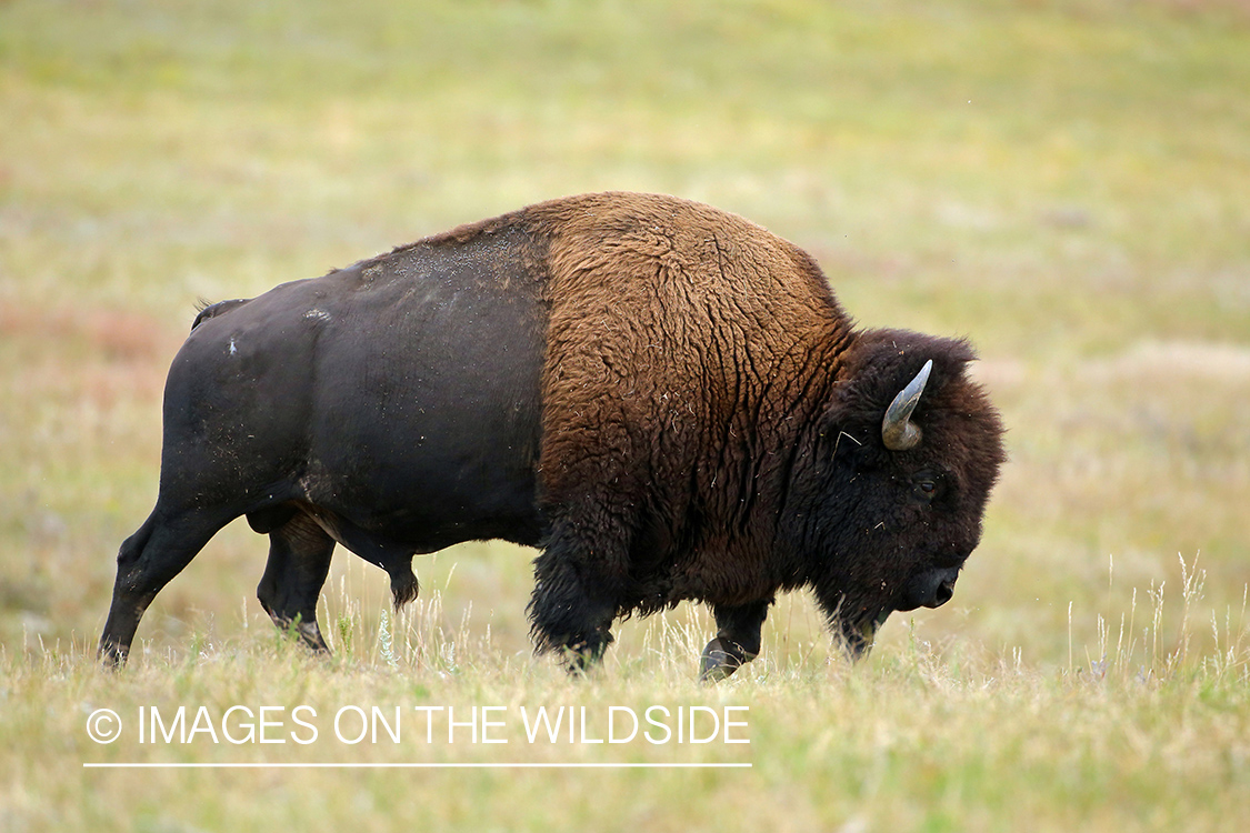 American Bison bull in habitat.