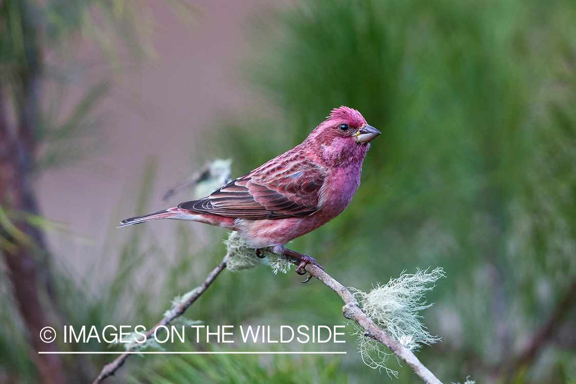 Purple finch in habitat.