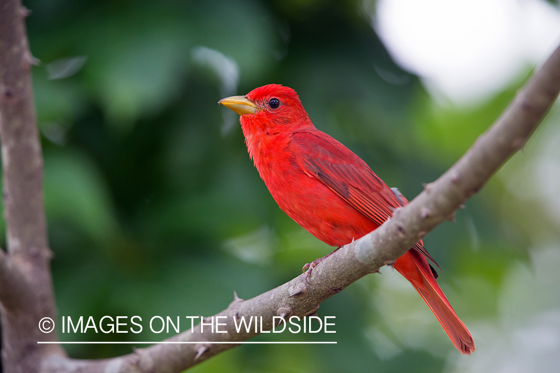 Summer Tanager on branch.