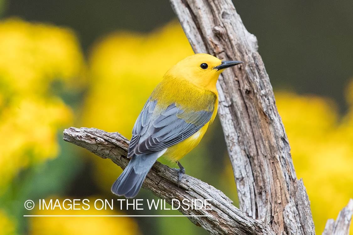 Prothonotary Warbler on branch.