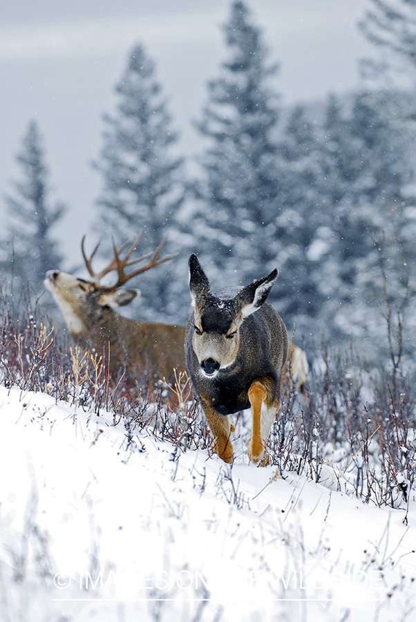 Mule deer 