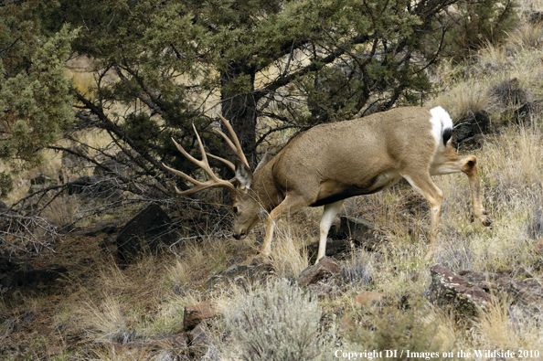 Mule buck in habitat. 