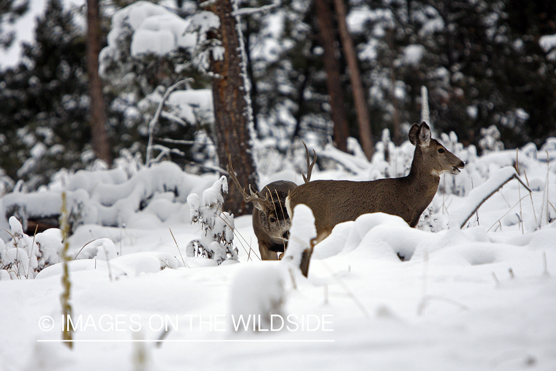 Mule deer buck investigating doe during rut. 