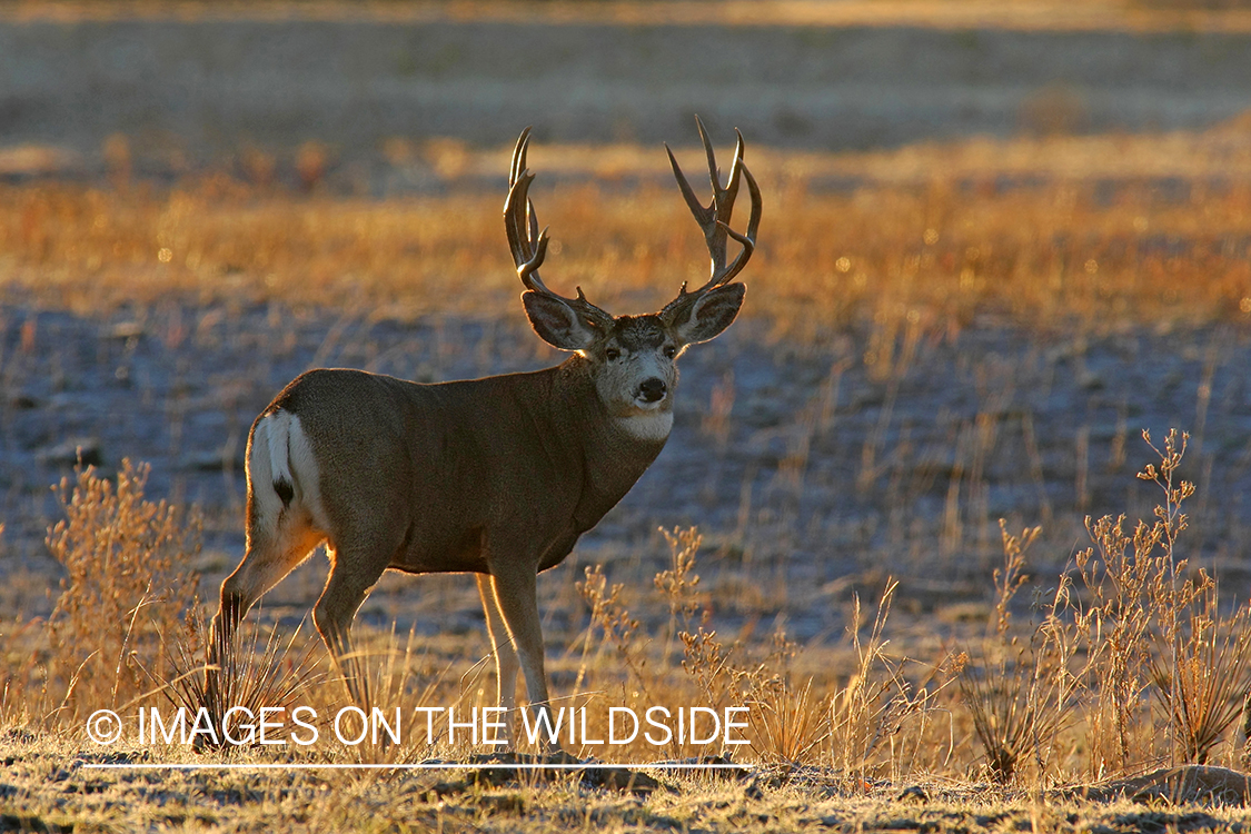 Mule deer in habitat. 