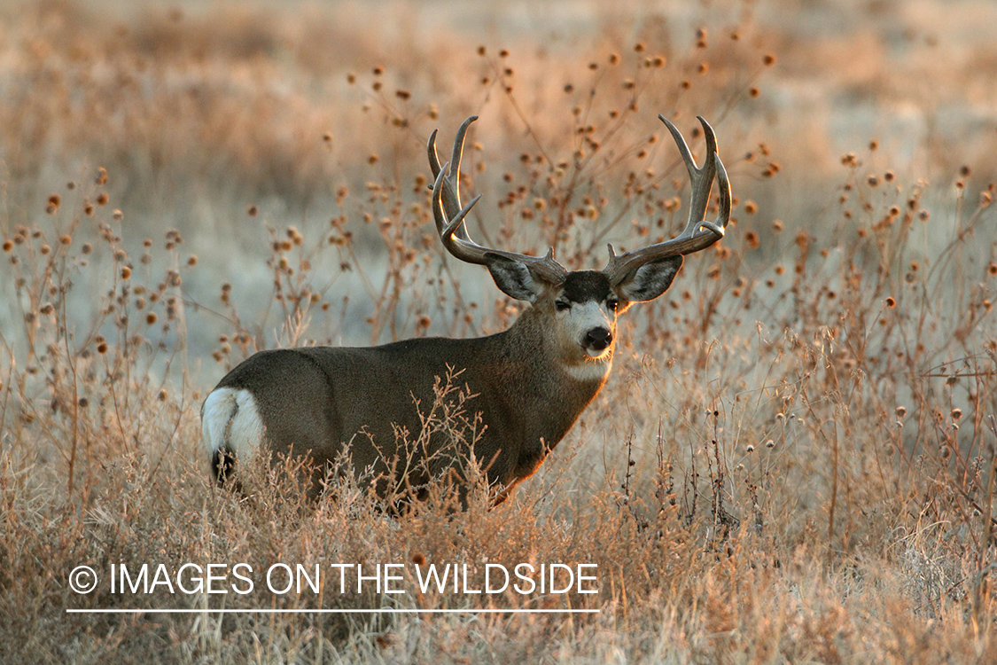 Mule Deer buck in habitat.