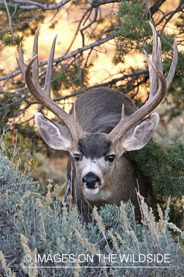 Mule deer buck in habitat.