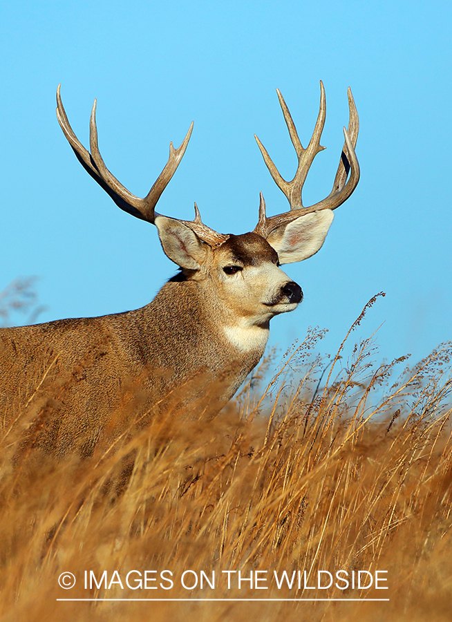 Mule deer buck in field.