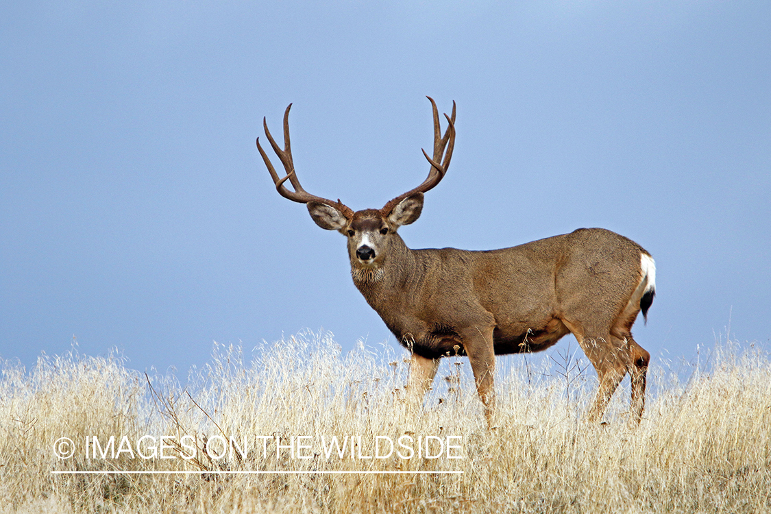 Mule deer buck in field.