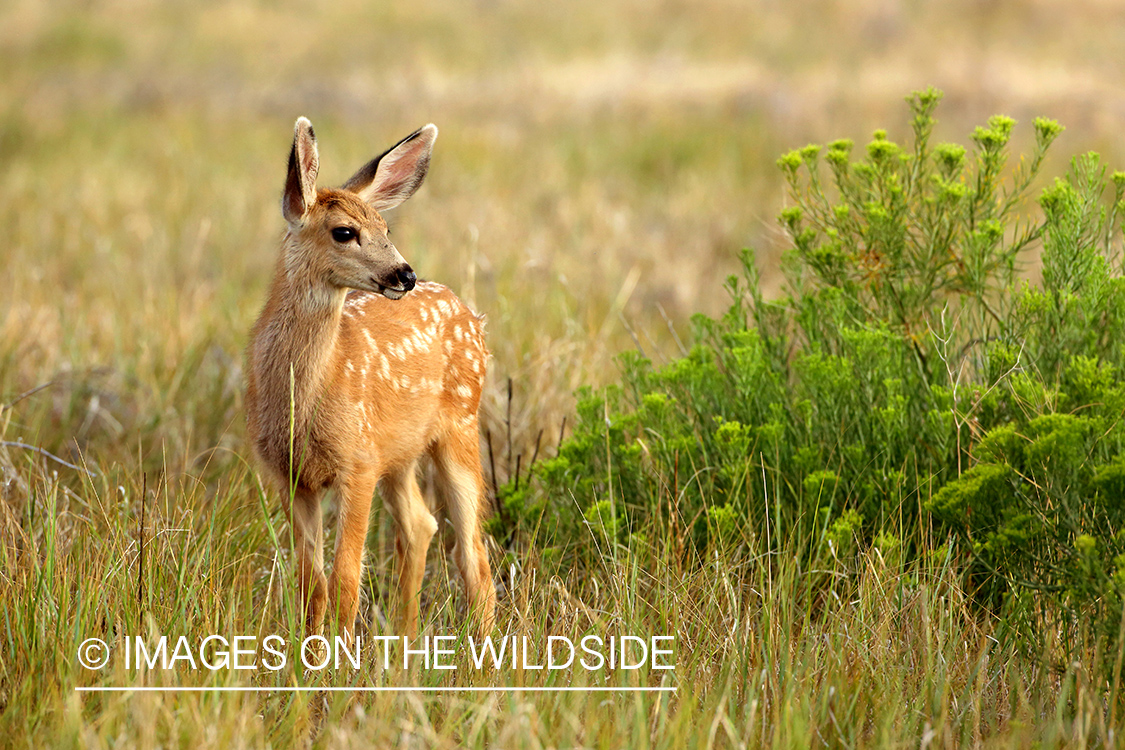 Fawn in field.