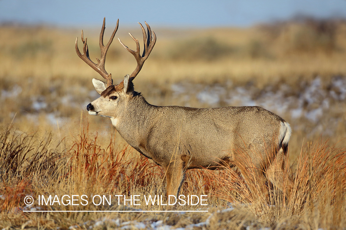 Mule deer buck in winter field.