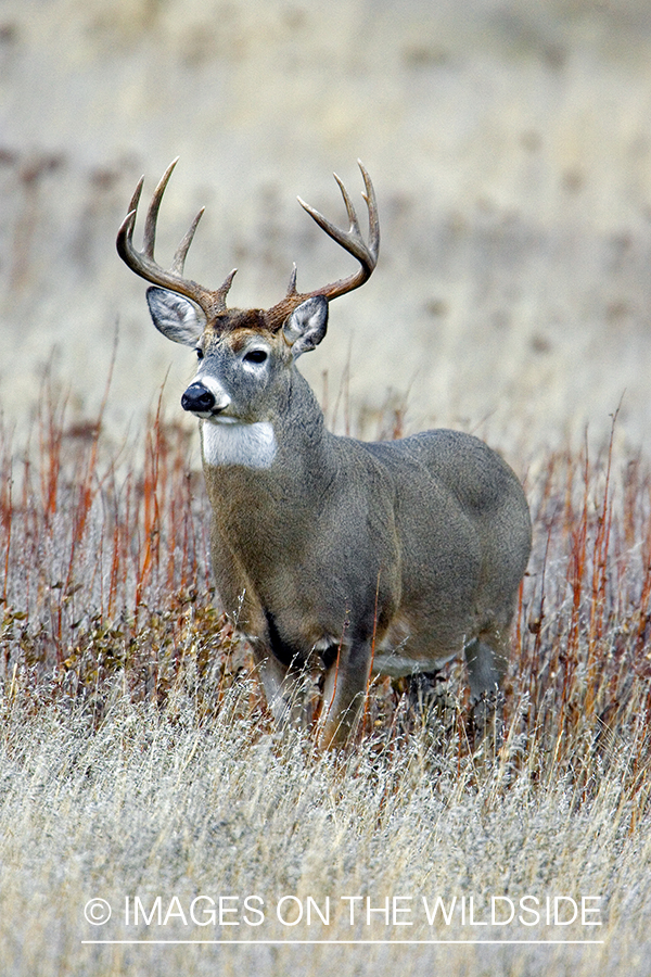 White-tailed deer in habitat