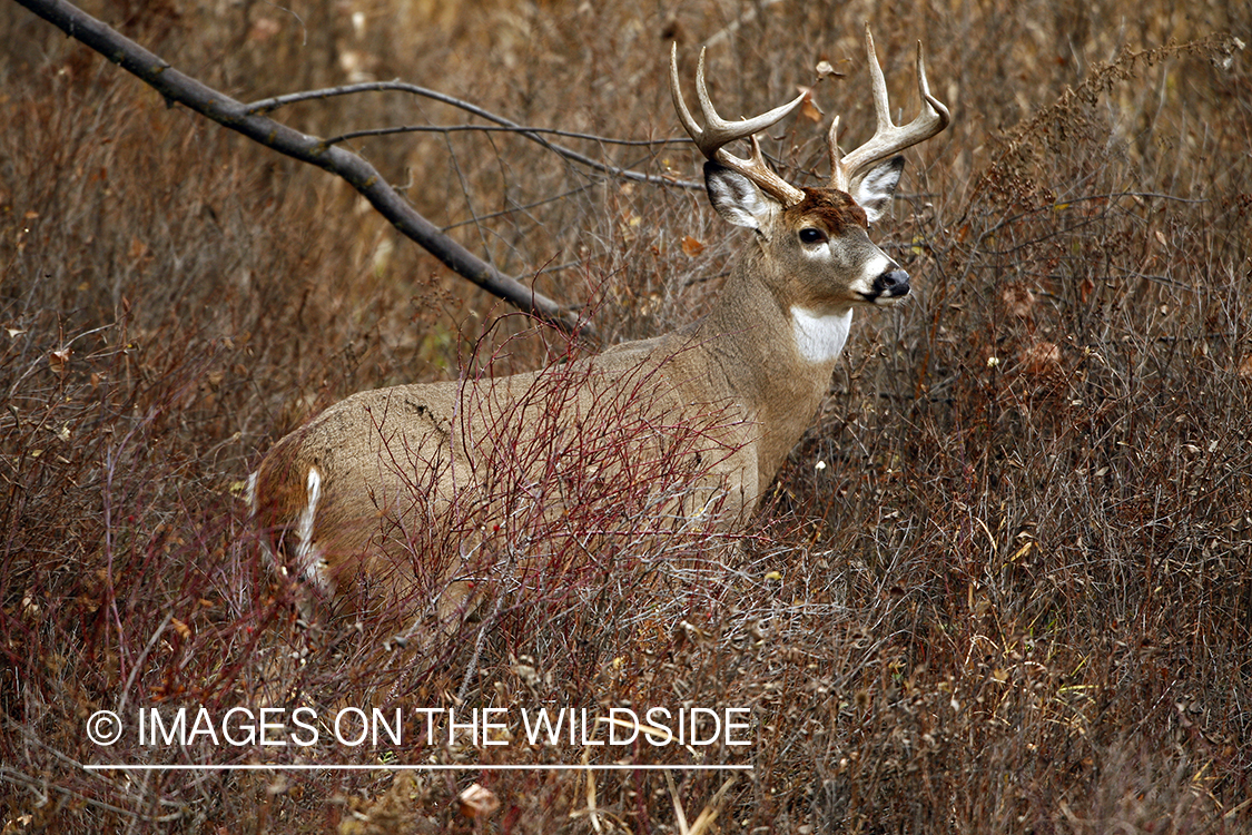 Whitetail Buck