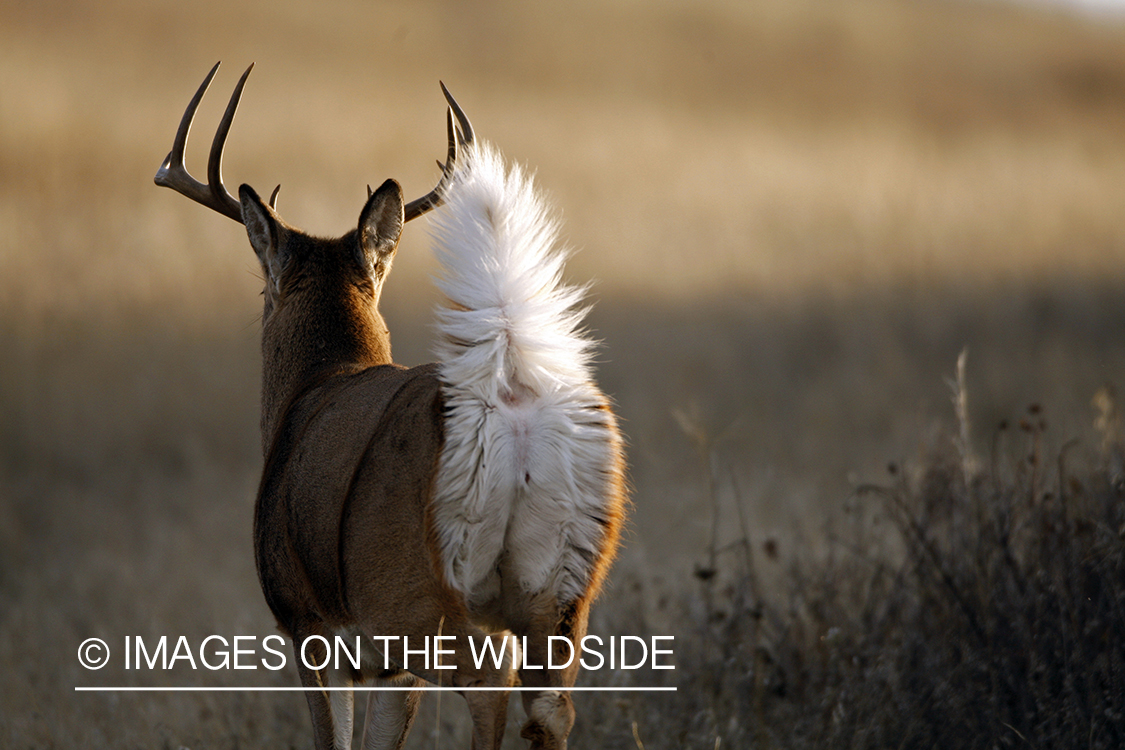 Whitetail Buck