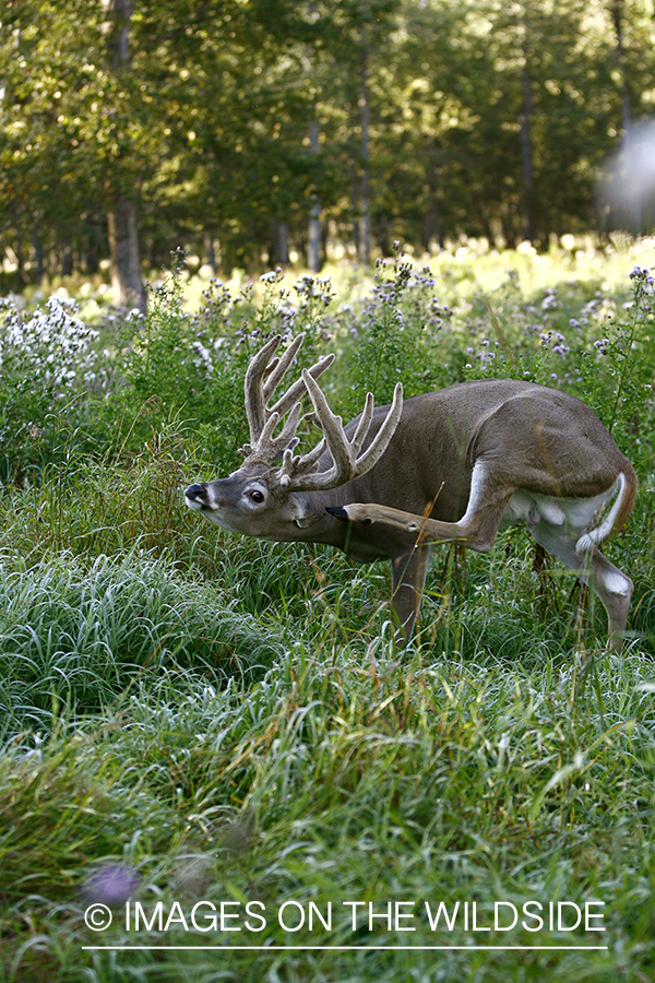 Whitetail buck in velvet