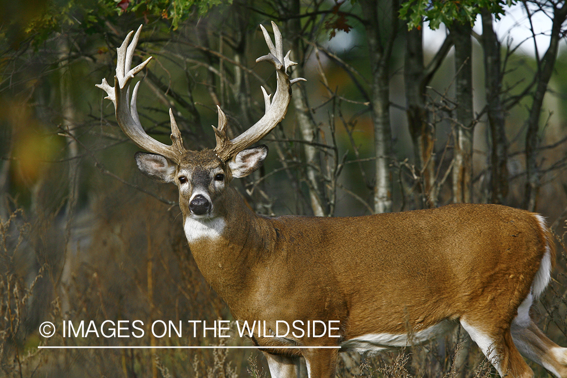 Whitetail buck in habitat