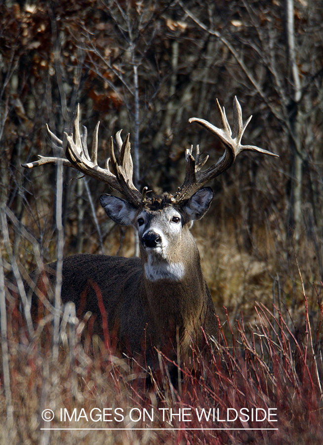 Whitetail buck in habitat.