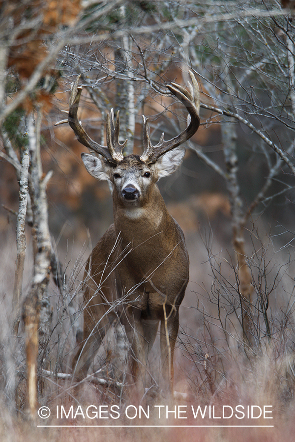 Whitetail buck in habitat.