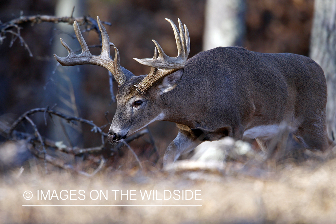 Whitetail buck in habitat.