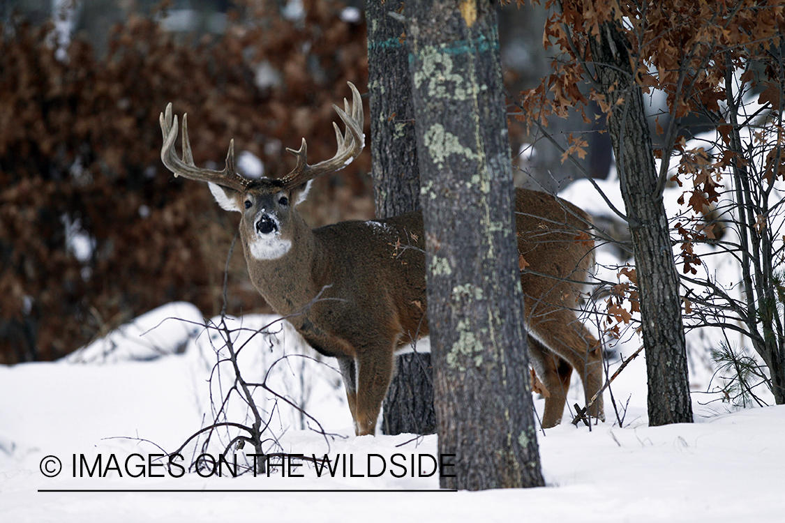 White-tailed buck in habitat.