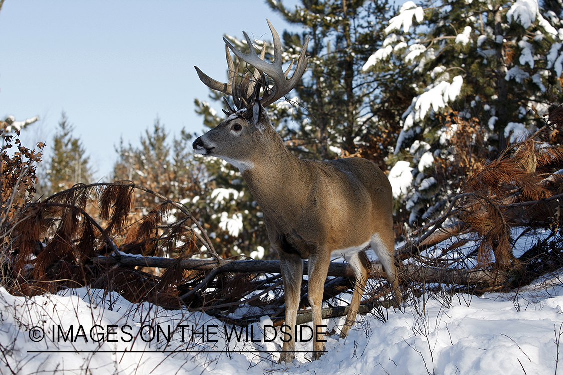 White-tailed buck in habitat.