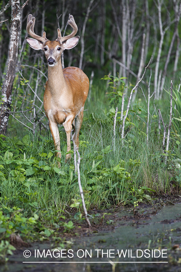 Whie-tailed deer apple creek