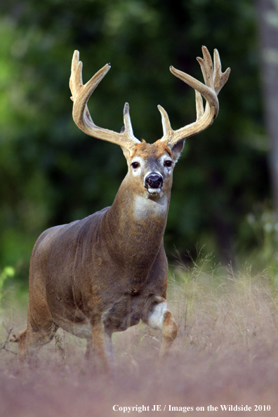 White-tailed buck in habitat in the velvet