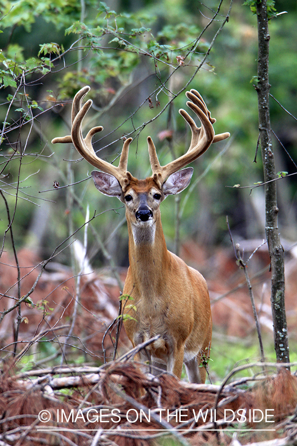 White-tailed buck in velvet 