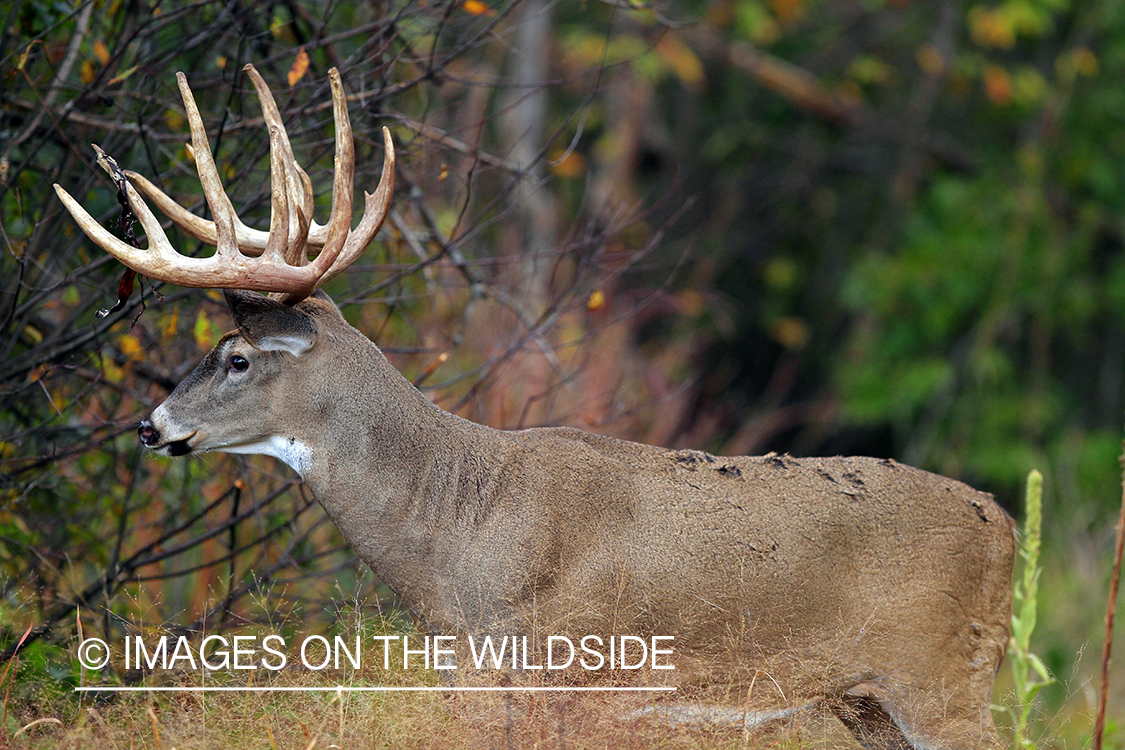 White-tailed buck in habitat. *