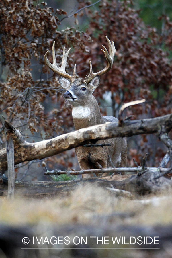 White-tailed buck in habitat. *