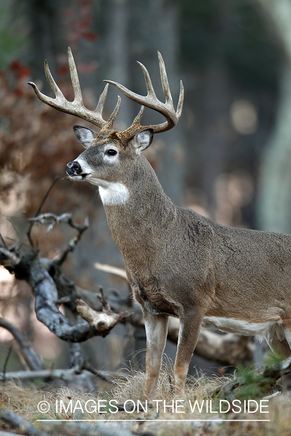 White-tailed buck in habitat. *