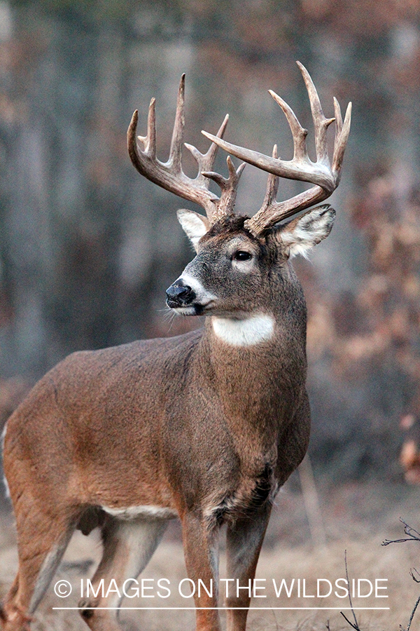 White-tailed buck in habitat. 