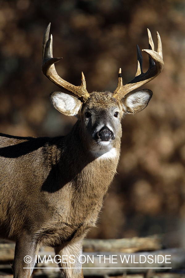 White-tailed buck in habitat. *