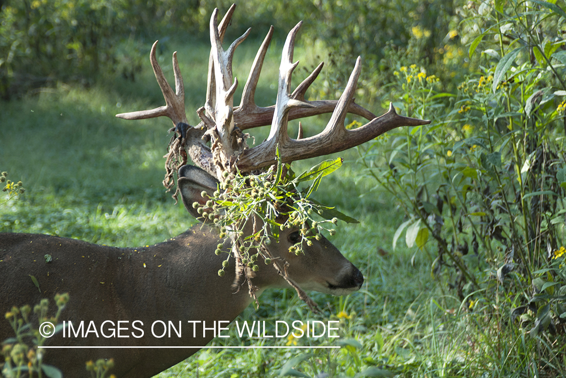 White-tailed buck with vegetation caught in antlers. 