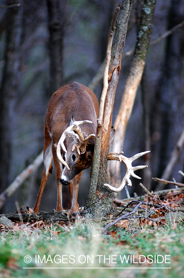 White-tailed buck rubbing tree. 