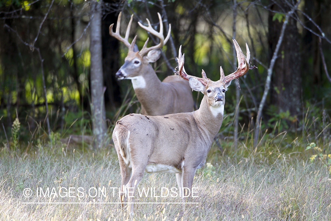 White-tailed buck shedding velvet.  