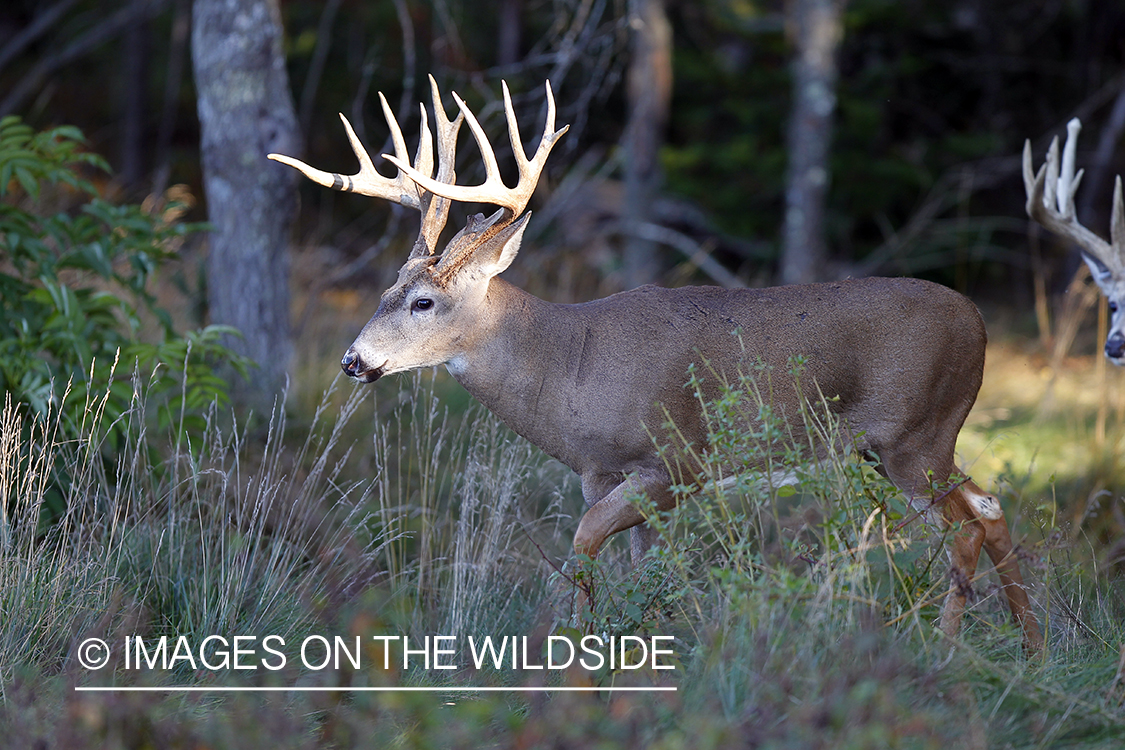 White-tailed buck in habitat. 