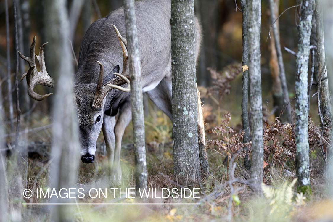 White-tailed buck in habitat. 