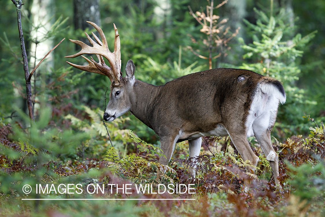 White-tailed buck in habitat. 