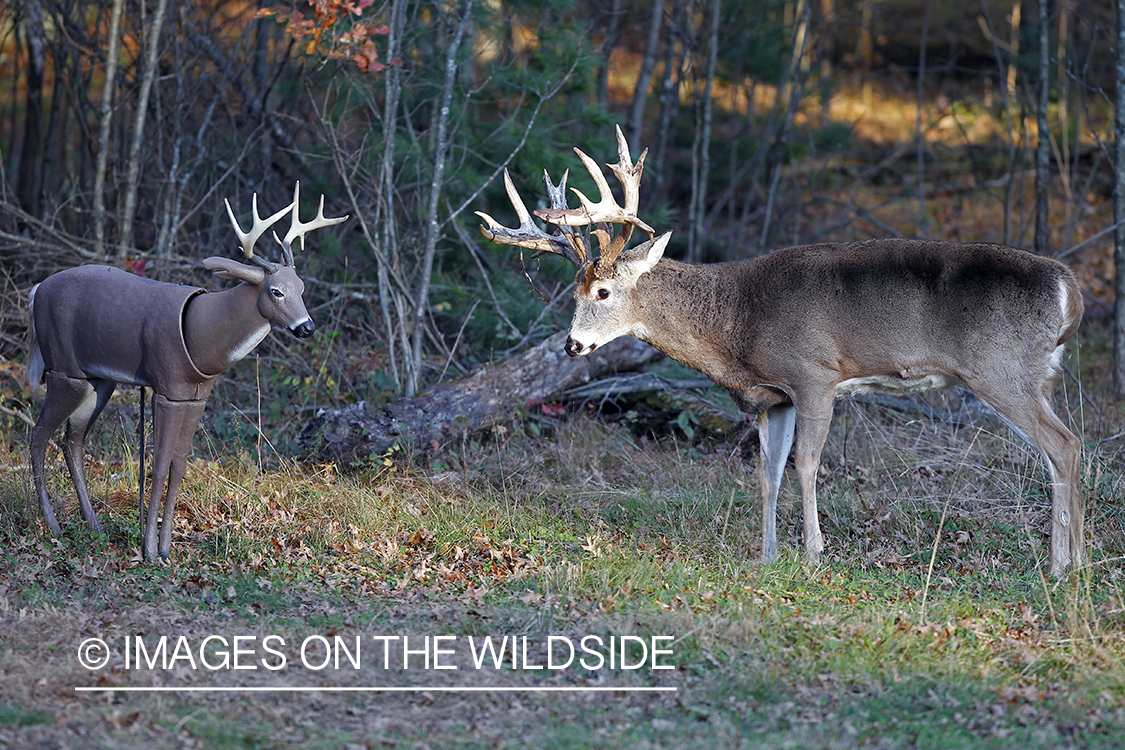 White-tailed buck approaching decoy. 