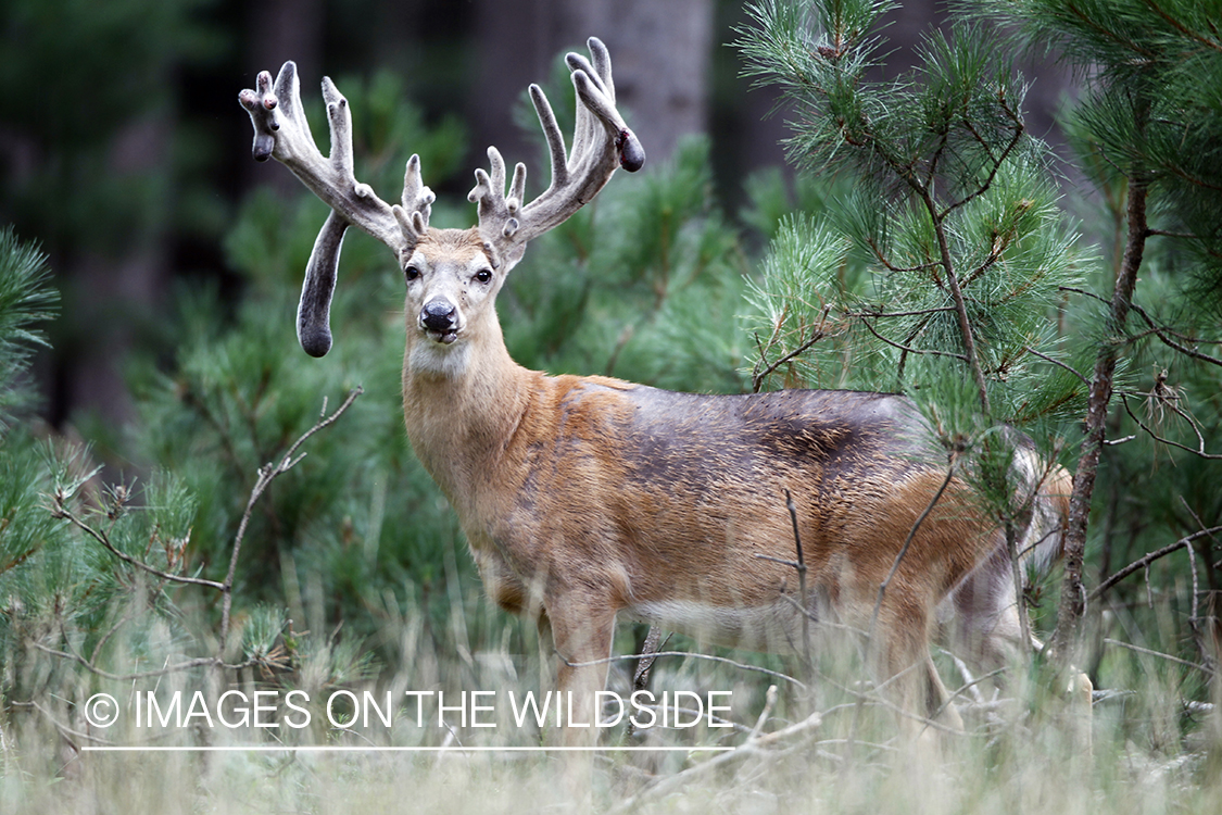 White-tailed buck in velvet.