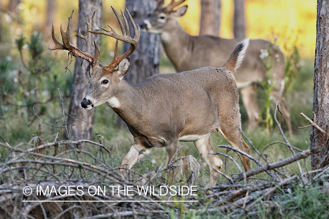 White-tailed buck shedding velvet.