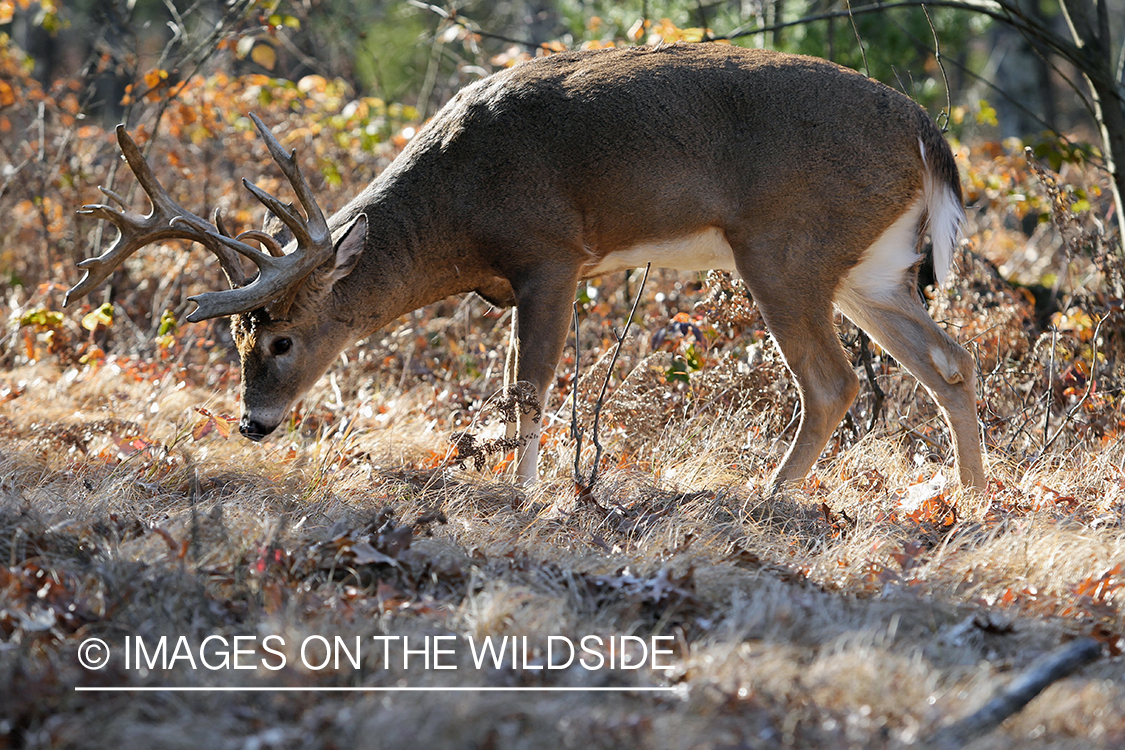 White-tailed buck in habitat.